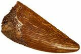 Serrated Raptor Tooth - Real Dinosaur Tooth #298262-1